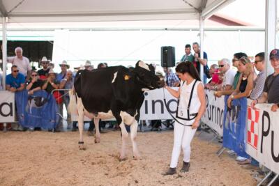 Purina-6440